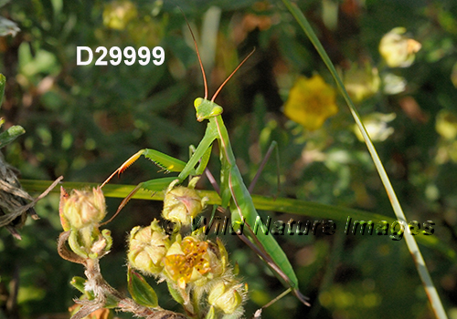 Mantis-religiosa European-mantis