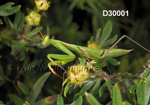 Mantis-religiosa European-mantis