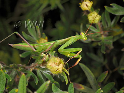 Mantodea Mantises