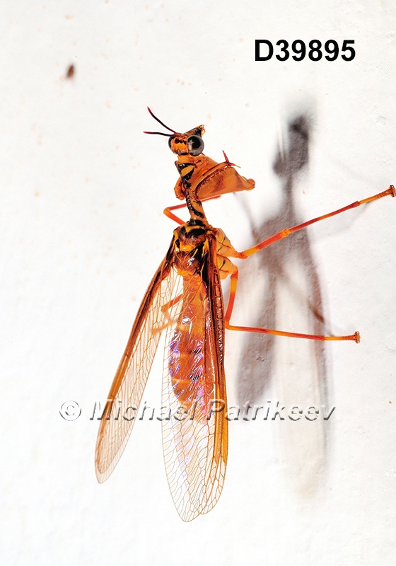 Entanoneura-batesella Mantispidae