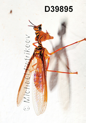 Entanoneura-batesella Mantispidae
