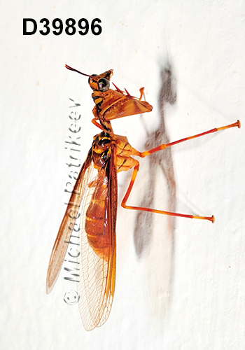 Entanoneura-batesella Mantispidae