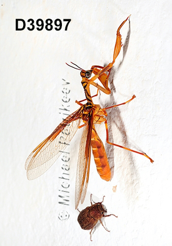 Entanoneura-batesella Mantispidae