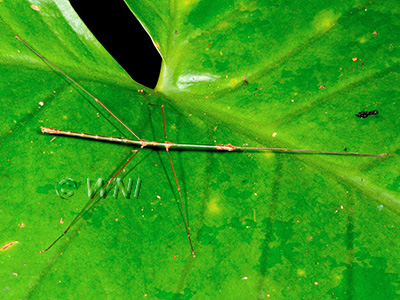 Clonistria caputaurata