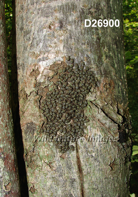 Cerastipsocus venosus (Common Bark Louse, Psocidae, Psocoptera)