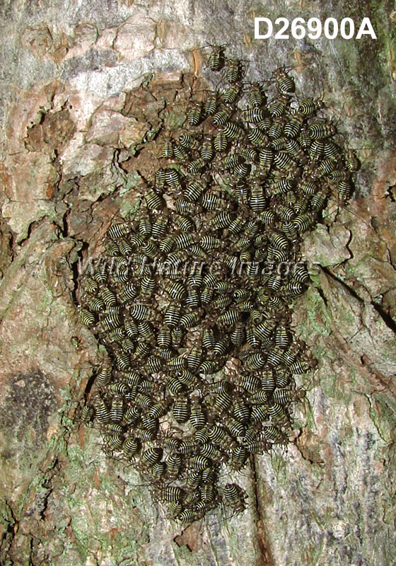 Cerastipsocus venosus (Common Bark Louse, Psocidae, Psocoptera)
