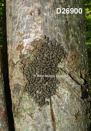 Cerastipsocus-venosus