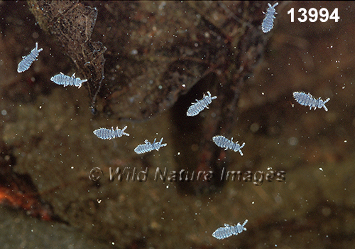 Snow-Flea Hypogastrura-nivicola