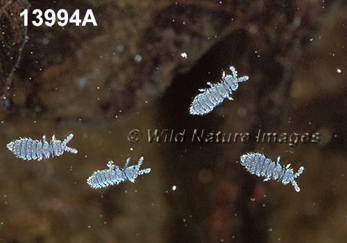 Snow-Flea Hypogastrura-nivicola