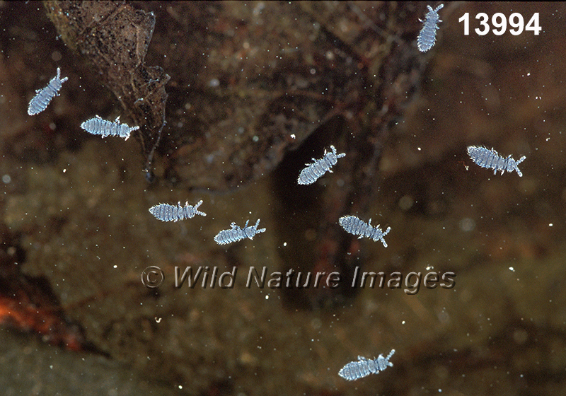 Hypogastrura-nivicola, Snow-flea