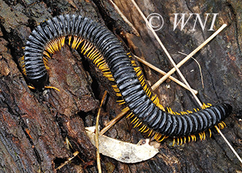 Millipedes (Diplopoda)