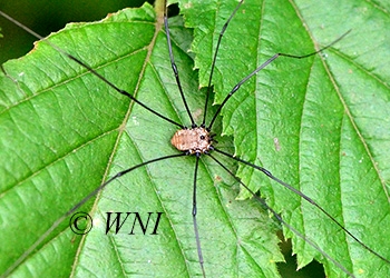 Harvestmen (Opiliones)