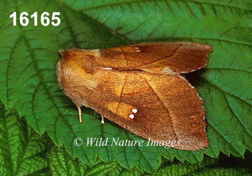 Nadata gibbosa