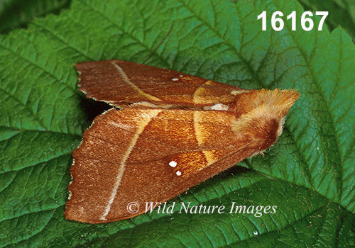 Nadata gibbosa