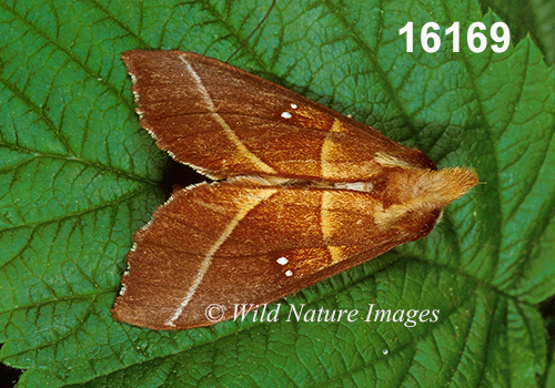 Nadata gibbosa