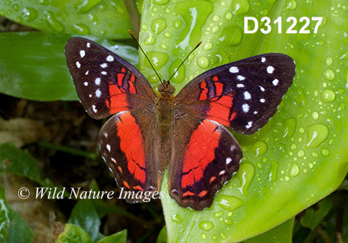 Anartia amathea