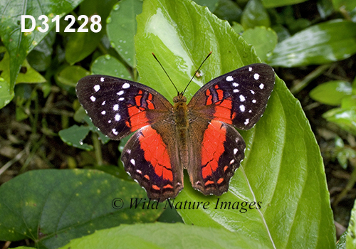Anartia amathea