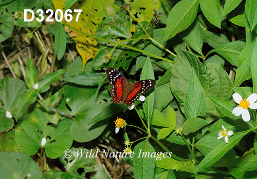 Anartia amathea