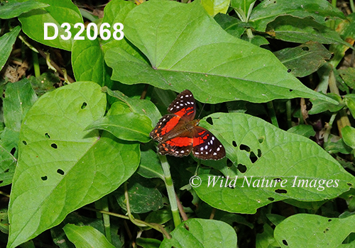 Anartia amathea