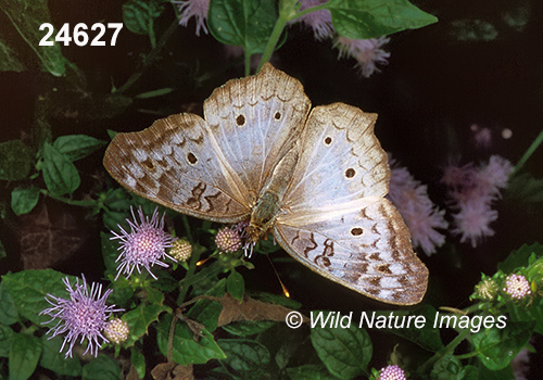 Anartia jatrophae