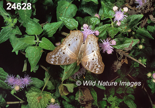 Anartia jatrophae