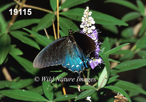 Pipevine Swallowtail (Battus philenor)