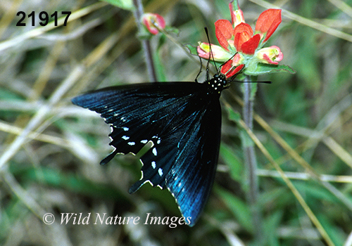 Pipevine Swallowtail (Battus philenor)