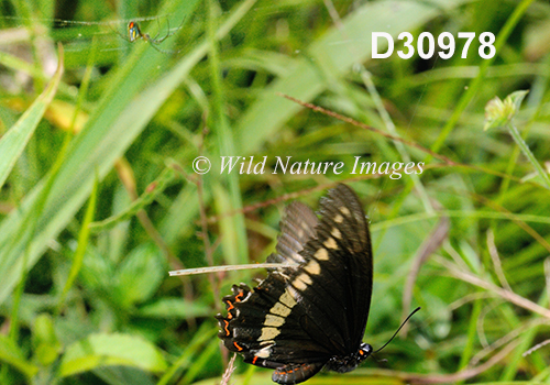 Polydamas Swallowtail (Battus polydamas)