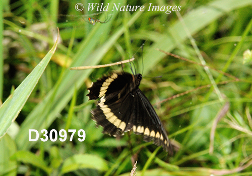 Polydamas Swallowtail (Battus polydamas)