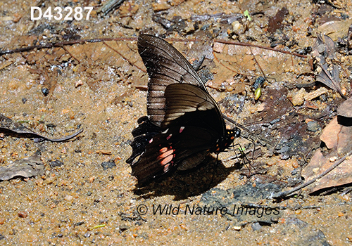 Ruby-spotted Swallowtail (Papilio anchisiades)