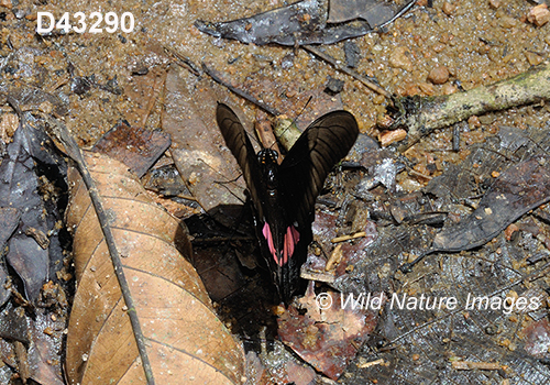 Ruby-spotted Swallowtail (Papilio anchisiades)