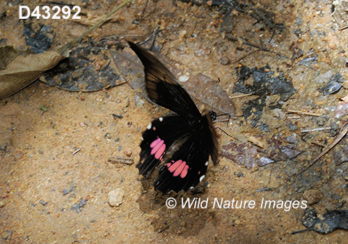 Ruby-spotted Swallowtail (Papilio anchisiades)