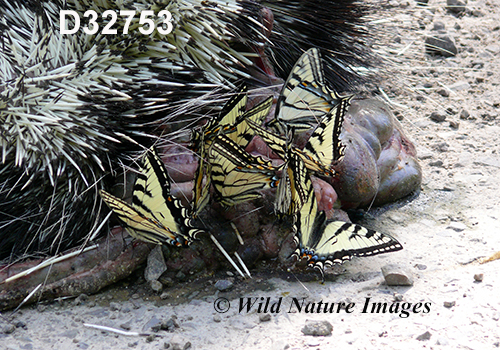 Canadian Tiger Swallowtail (Papilio canadensis)