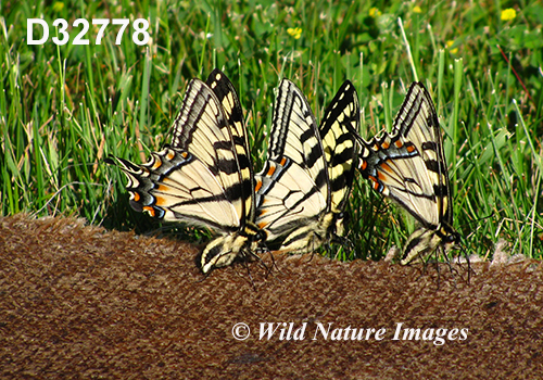 Canadian Tiger Swallowtail (Papilio canadensis)