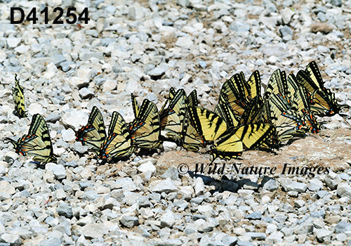 Canadian Tiger Swallowtail (Papilio canadensis)