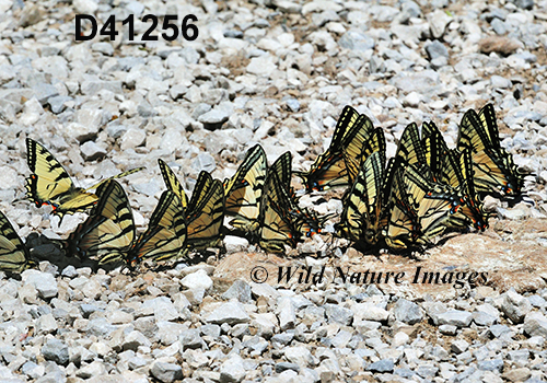 Canadian Tiger Swallowtail (Papilio canadensis)