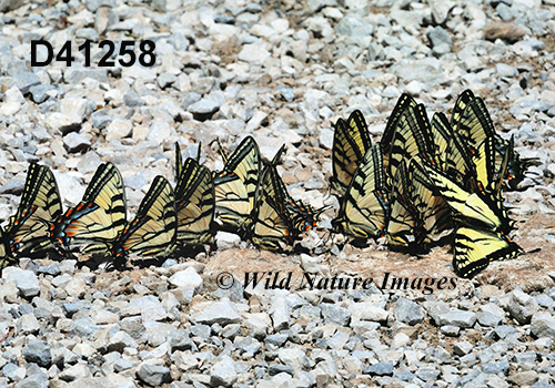 Canadian Tiger Swallowtail (Papilio canadensis)