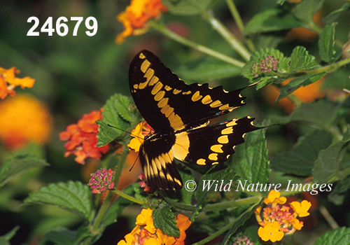 Giant Swallowtail (Papilio cresphontes)