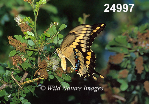 Giant Swallowtail (Papilio cresphontes)