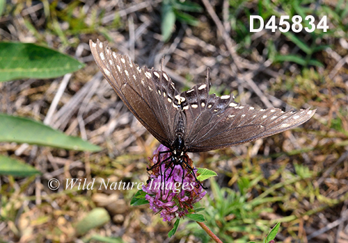 Black Swallowtail (Papilio polyxenes)