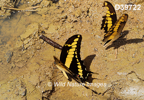 Thoas Swallowtail (Papilio thoas)