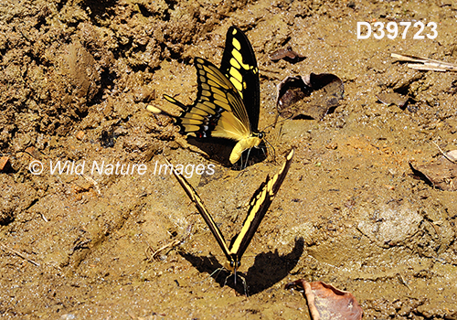 Thoas Swallowtail (Papilio thoas)