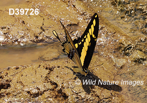 Thoas Swallowtail (Papilio thoas)