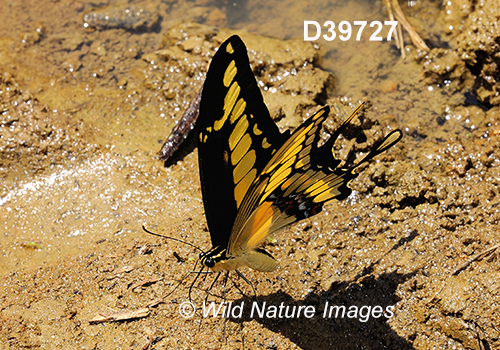 Thoas Swallowtail (Papilio thoas)