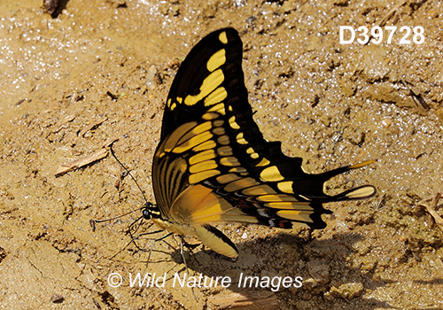 Thoas Swallowtail (Papilio thoas)