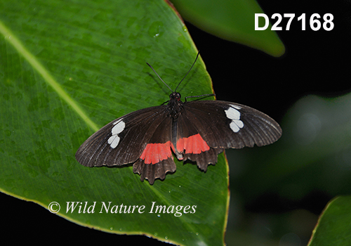 Parides iphidamas