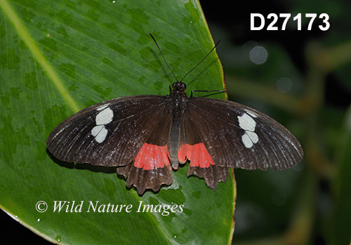Parides iphidamas