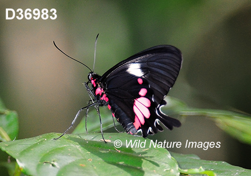 Parides tros