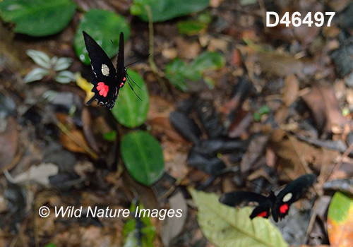 Parides tros
