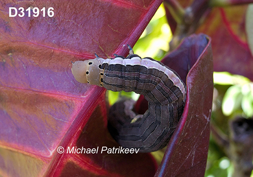 Caterpillar of Isognathus scyron